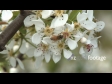 Bee on Blossom 1 1339